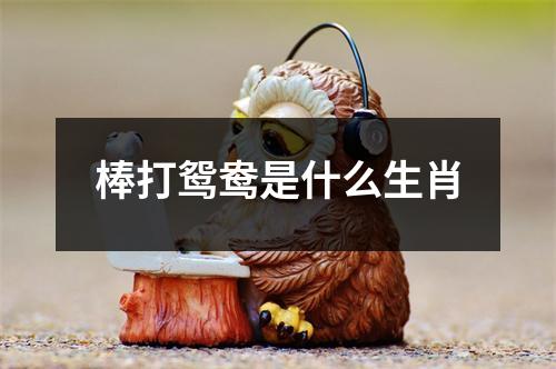 棒打鸳鸯是什么生肖