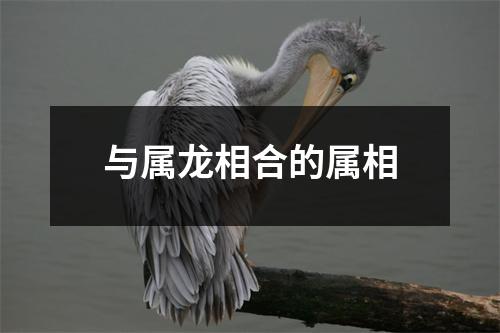 与属龙相合的属相