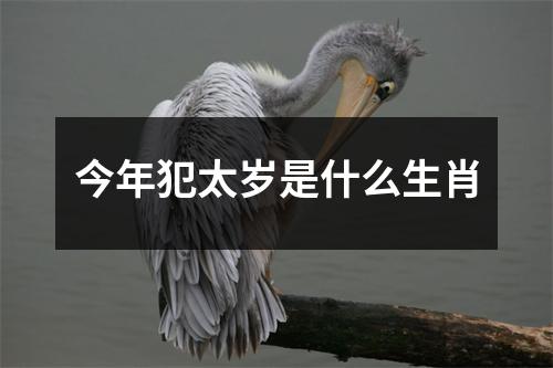 今年犯太岁是什么生肖