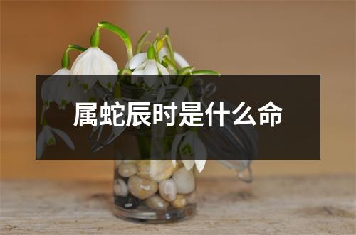 属蛇辰时是什么命