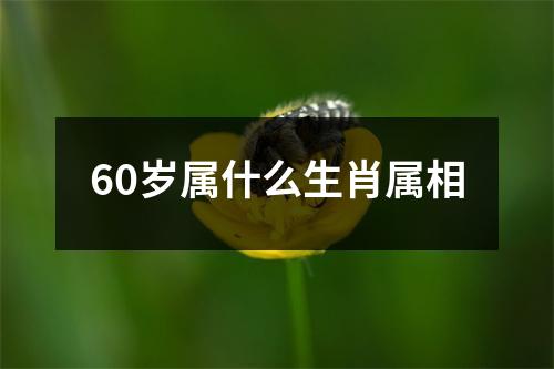 60岁属什么生肖属相