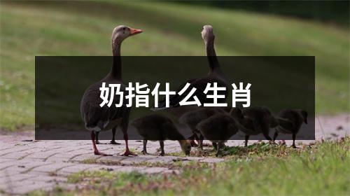 奶指什么生肖