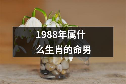 1988年属什么生肖的命男