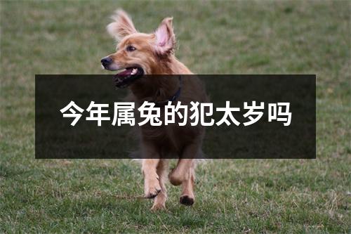 今年属兔的犯太岁吗