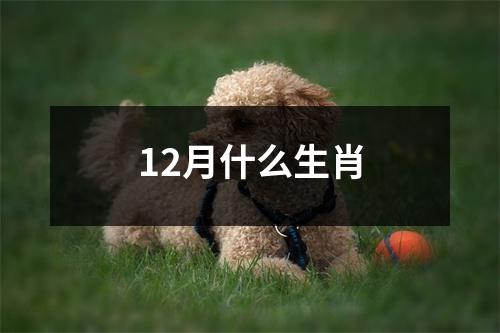 12月什么生肖