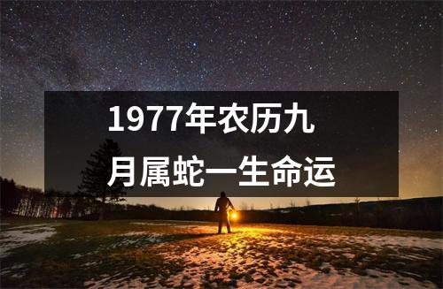 1977年农历九月属蛇一生命运