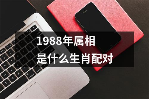 1988年属相是什么生肖配对