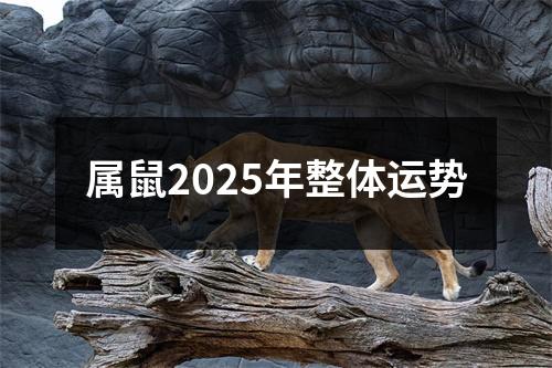 属鼠2025年整体运势