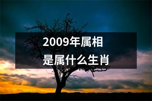 2009年属相是属什么生肖