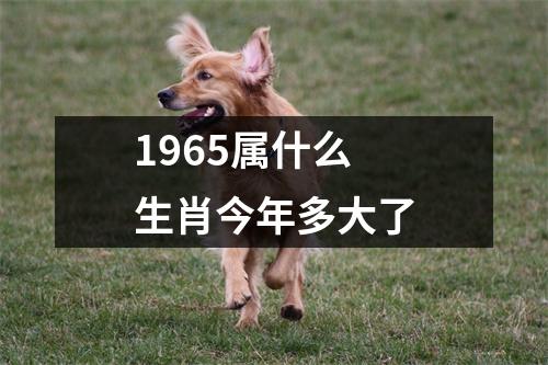 1965属什么生肖今年多大了