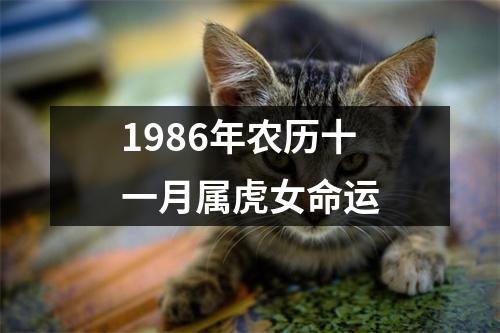 1986年农历十一月属虎女命运