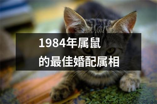 1984年属鼠的最佳婚配属相