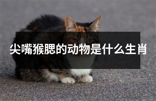 尖嘴猴腮的动物是什么生肖