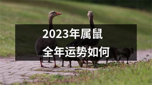 2023年属鼠全年运势如何