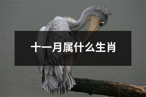 十一月属什么生肖