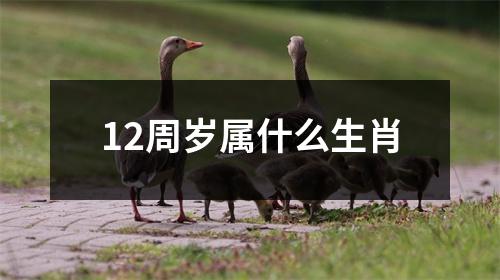 12周岁属什么生肖