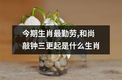 今期生肖最勤劳,和尚敲钟三更起是什么生肖