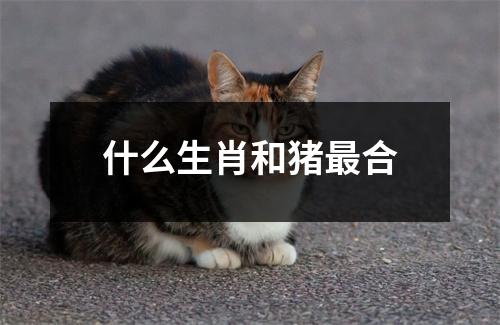 什么生肖和猪最合