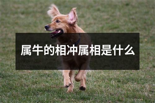 属牛的相冲属相是什么