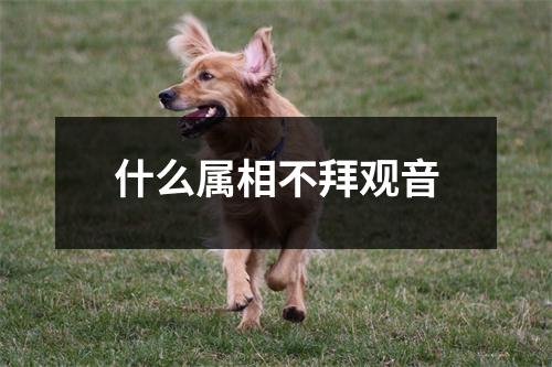 什么属相不拜观音