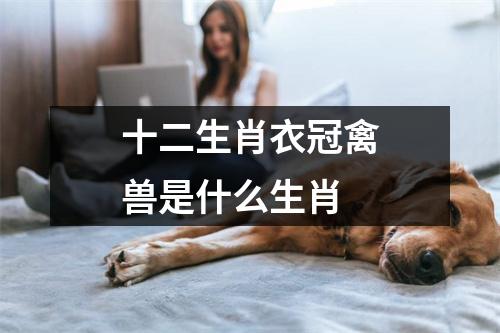 十二生肖衣冠禽兽是什么生肖