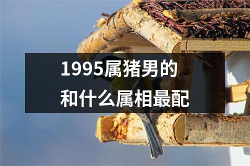 1995属猪男的和什么属相最配