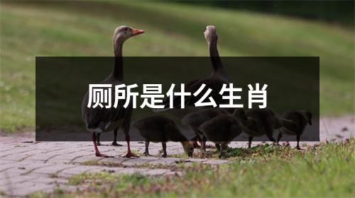 厕所是什么生肖