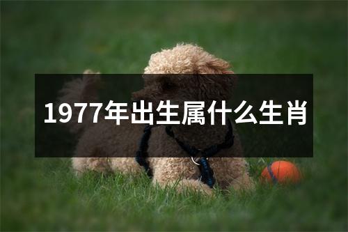 1977年出生属什么生肖