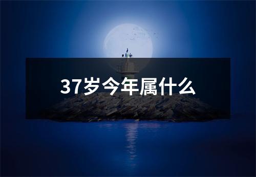 37岁今年属什么