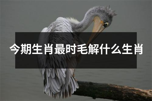 今期生肖最时毛解什么生肖