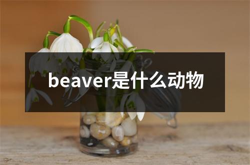 beaver是什么动物