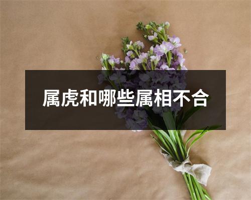 属虎和哪些属相不合