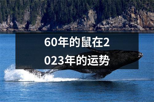 60年的鼠在2023年的运势