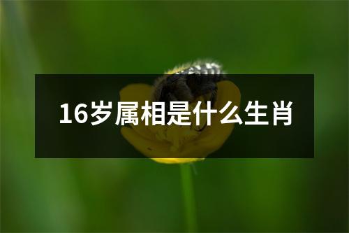 16岁属相是什么生肖