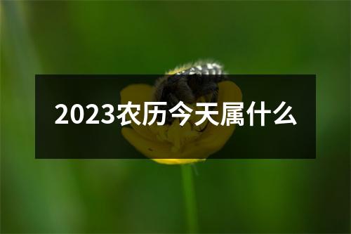 2023农历今天属什么