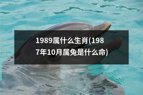 1989属什么生肖(1987年10月属兔是什么命)