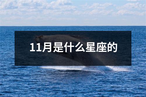 11月是什么星座的