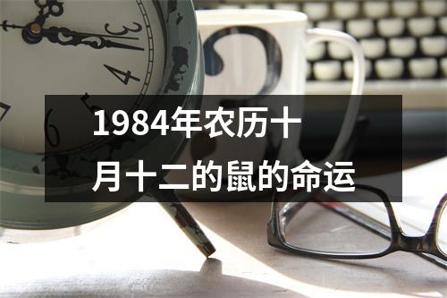 1984年农历十月十二的鼠的命运