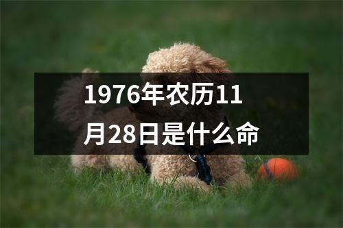 1976年农历11月28日是什么命