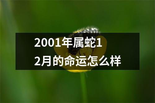 2001年属蛇12月的命运怎么样