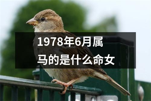 1978年6月属马的是什么命女