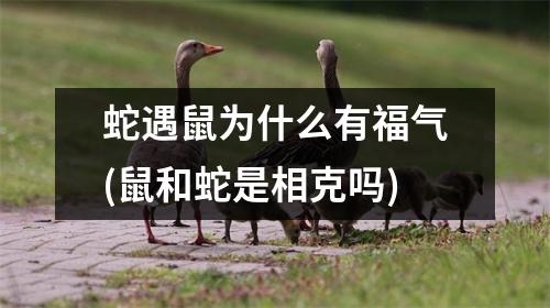 蛇遇鼠为什么有福气(鼠和蛇是相克吗)