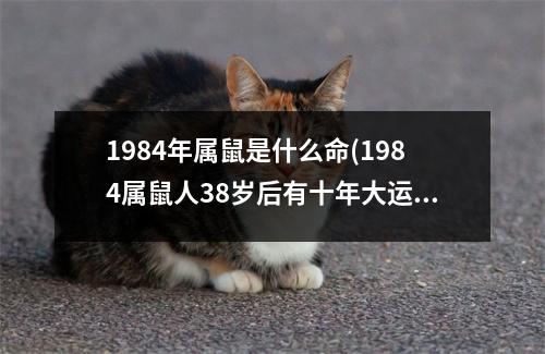 1984年属鼠是什么命(1984属鼠人38岁后有十年大运)