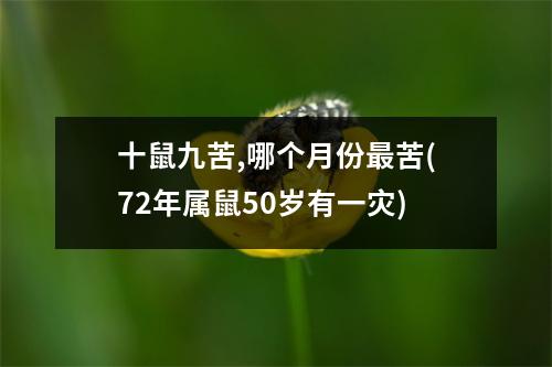 十鼠九苦,哪个月份苦(72年属鼠50岁有一灾)