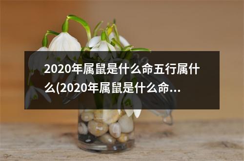 2020年属鼠是什么命五行属什么(2020年属鼠是什么命缺什么)