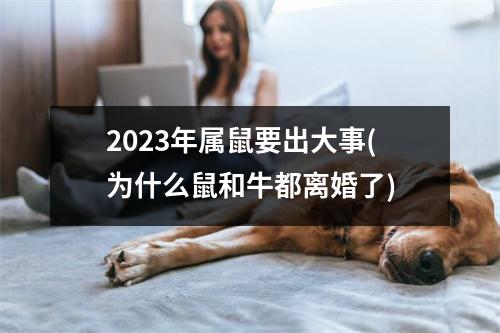 2023年属鼠要出大事(为什么鼠和牛都离婚了)