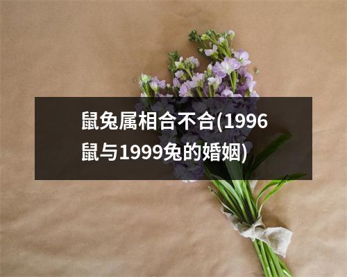 鼠兔属相合不合(1996鼠与1999兔的婚姻)