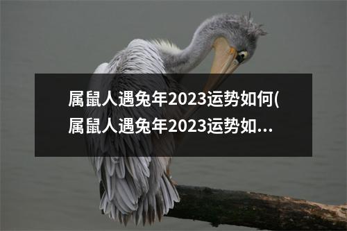 属鼠人遇兔年2023运势如何(属鼠人遇兔年2023运势如何解释一下)