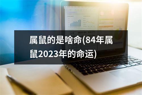 属鼠的是啥命(84年属鼠2023年的命运)