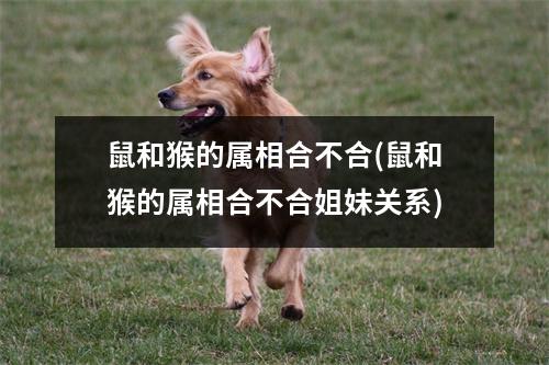 鼠和猴的属相合不合(鼠和猴的属相合不合姐妹关系)